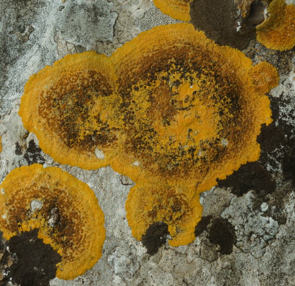Altro lichene crostoso